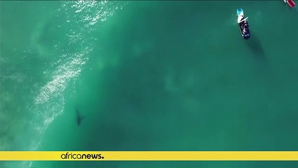 Great White shark forces halt to South African surfing event [No Comment]