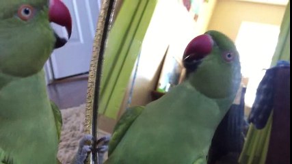 The parrot smacks himself in the mirror
