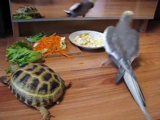 The parrot smacks himself in the mirror - 2