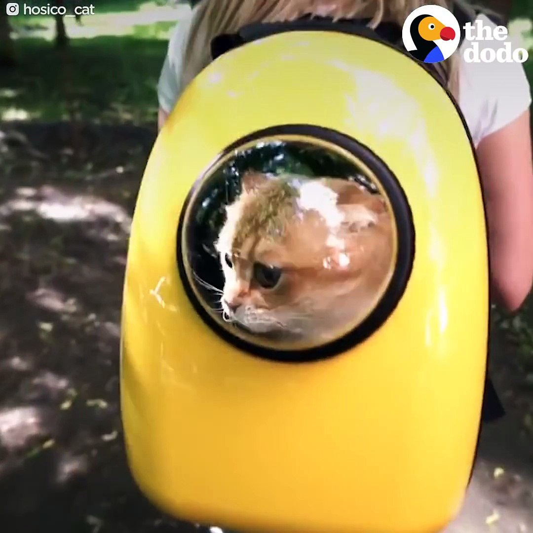 ⁣Funny Pets In Suitcases Compilation The Dodo Daily