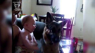 Funny German Shepherd German Shepherd Are Awesome Dogs Compilation