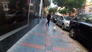 Funny Jack russell terrier whats happens? funny video