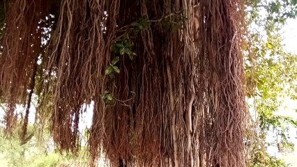 HUGE BANYAN  TREE