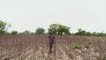 L'inquiétude des producteurs de coton au Burkina Faso