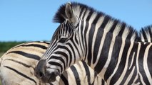 New Study Debunks Theory that Zebras' Stripes Cool Them Down