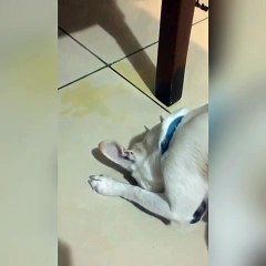 Dog Hangs Head in Shame