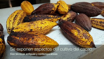 Museo del Chocolate en México