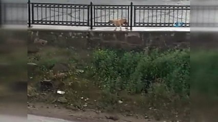 Demir parmaklıklara sıkışan yavru köpeği vatandaş kurtardı