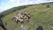 Herding Sheep Or Paragliding Fail?