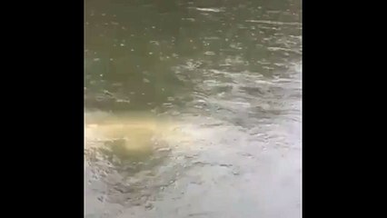 White sturgeon, giant river monster.