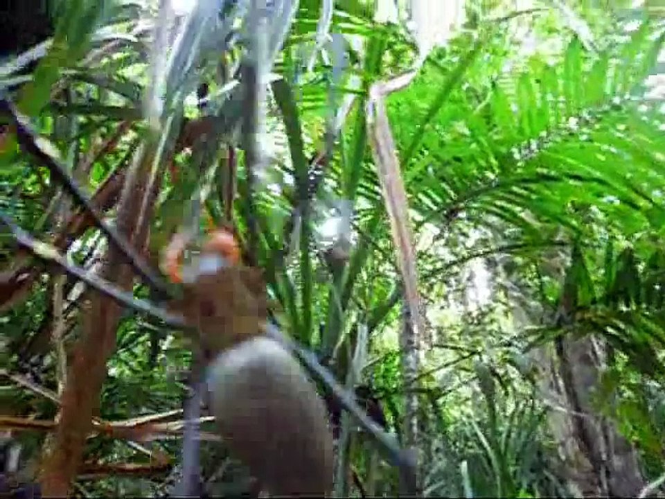 Giant spider in Crystal Cascades Australia Nephila pilipes