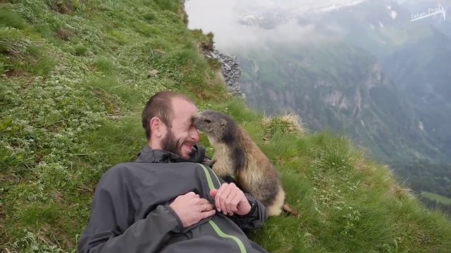 Quand une marmotte sauvage vient faire un gros calin à un randonneur