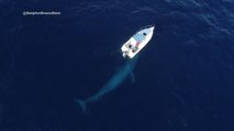Une baleine bleue rend visite à un bateau... Moment magique