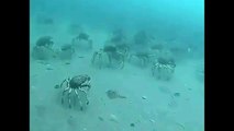 Leatherjacket fish swim through a sea of spider crabs