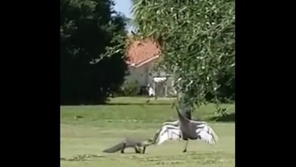 Bird play with crocodile