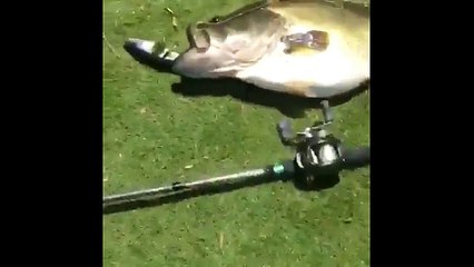 13 pounds fish. This is what dreams are made of!