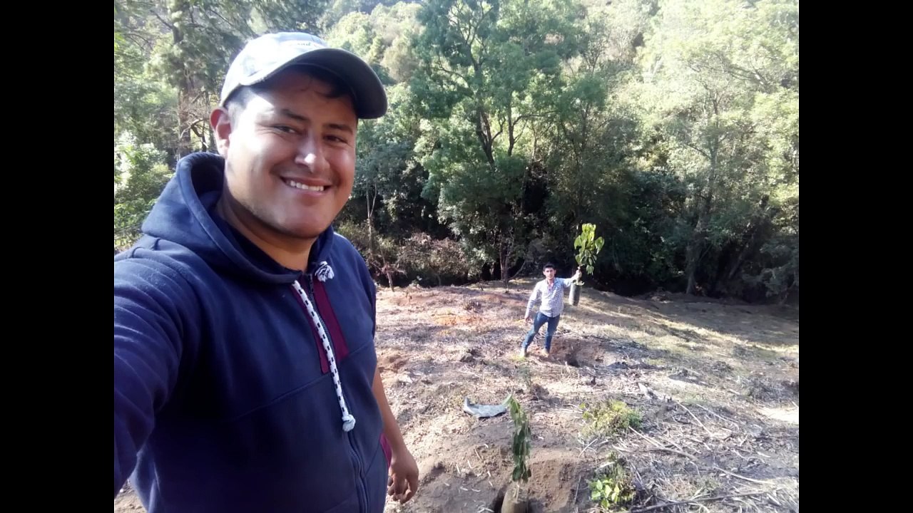 CULTIVO DE AGUACATE||9 MESES DESPUES DEL TRASPLANTE||SALOMON HERNANDEZ REX