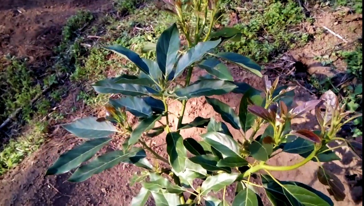 CULTIVO DE AGUACATE||6 MESES DESPUES DEL TRASPLANTE||SALOMON HERNANDEZ REX