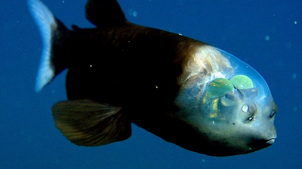 10 Unheimlichste Kreaturen Im Meer Die Es Wirklich Gibt