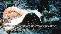 Top 10 Die GEFÄHRLICHSTEN Tiere der Welt!