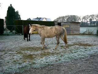 La Nouille pète un cable
