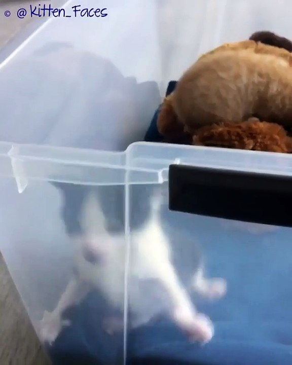 My new porn kitties sitting with their Mom and she feed them