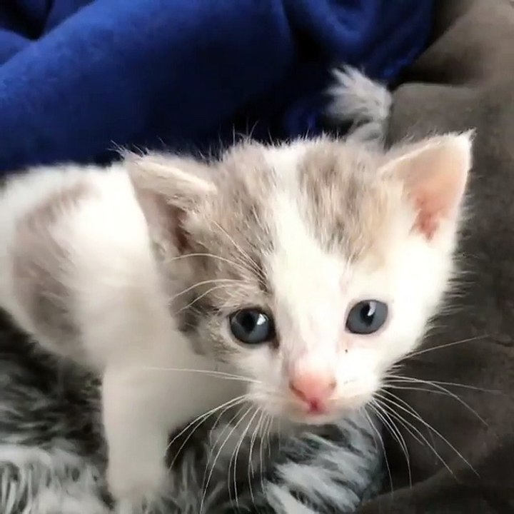 My new kittie just came to my house & welcome new kittie & cats videos