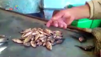 المشروعات القومية تخفض أسعار السمك 40% بالأسواق