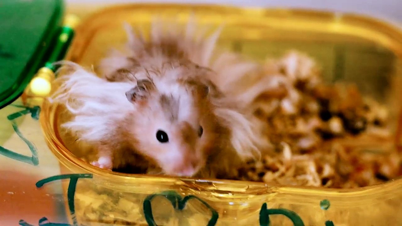 How NOT to give a hamster a bath Small pet education video with