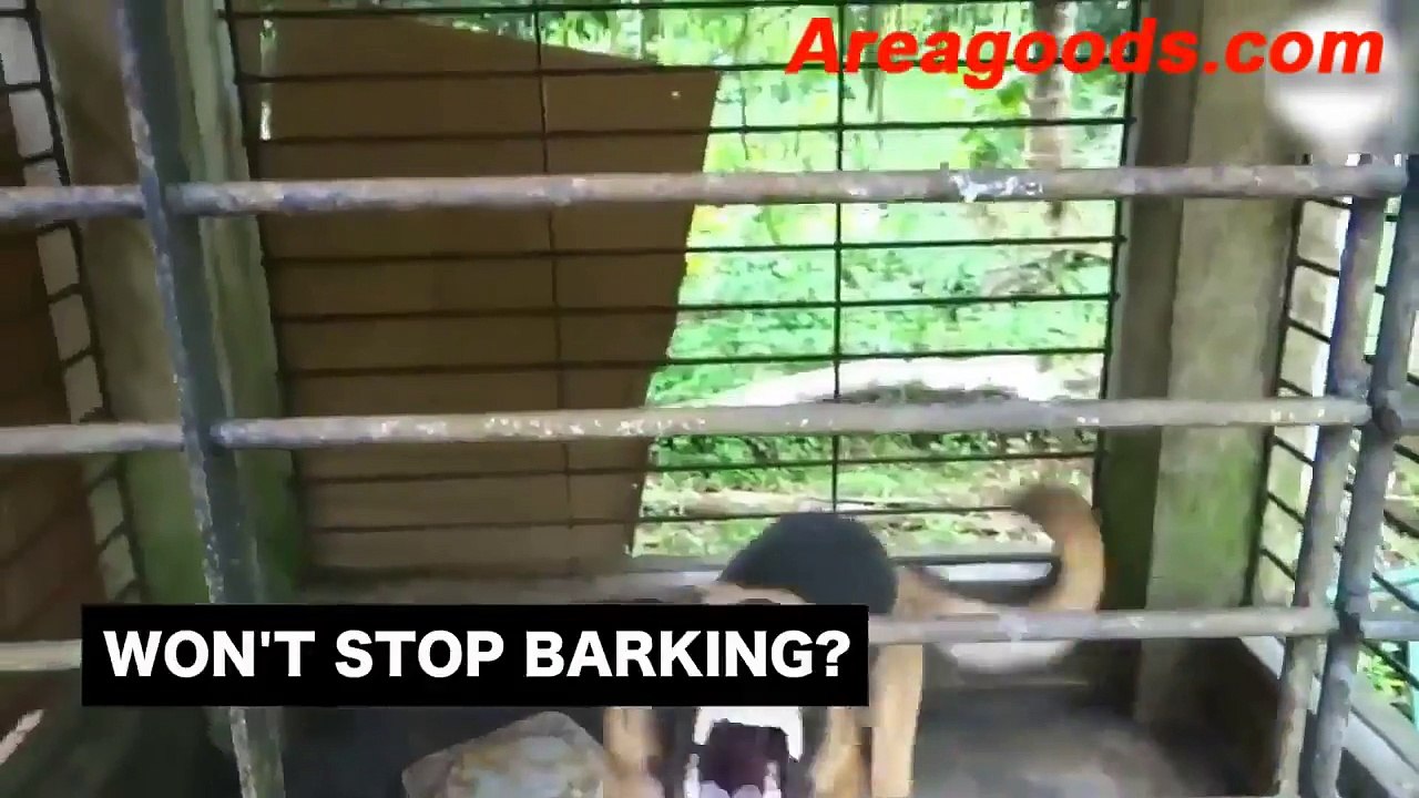 How to Stop Your Neighbors' Dog from Barking Anti Barking Device