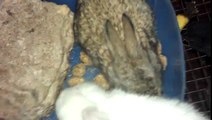 Rabbit feeding with bunnies