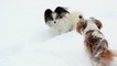 Dogs playing in snow, Cavalier King Charles Spaniels enjoying snow.