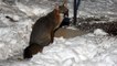 Grey Fox in the Snow in my Connecticut Backyard