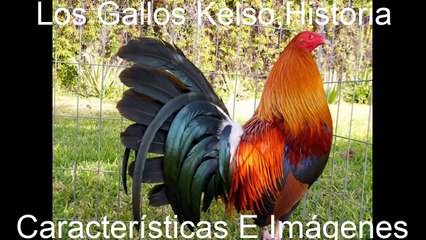 Gallos Kelso, Historia Características E Imágenes