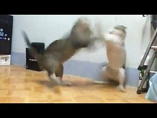 Cats fighting 2018 best funny clip