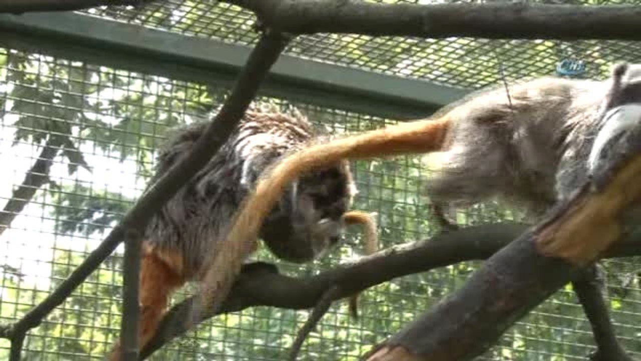 Bursa'nın Sakallı Maymunları Yavru Sahibi Oldu