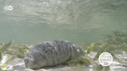 تربية خيار البحر تنقذ صيادي السمك