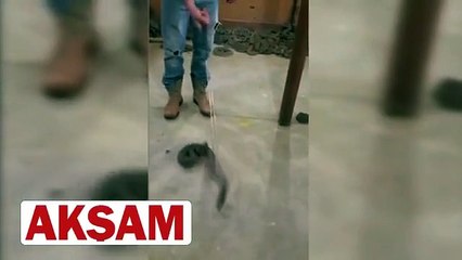 Çıngıraklı yılanı tutan adamın sonu