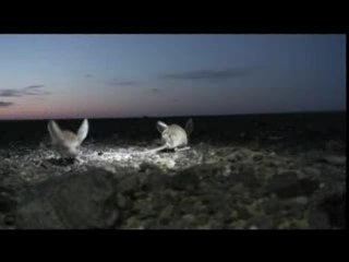 La Gerboise A Longues Oreilles