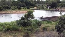 Amazing! Hippo rescue Zebra from the Crocodile, Crocodile vs 6Hippo, Let's see what results