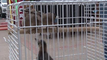 Sahiplendiği Kargalara Çocuğu Gibi Bakıyor