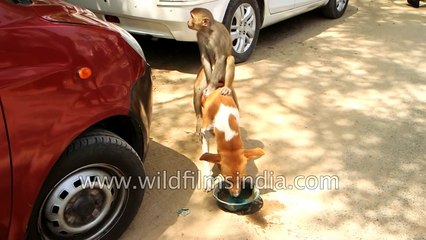 Dog & Monkey - strange real life friends