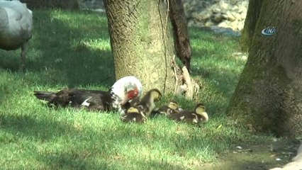 Atıl Durumdaydı, Avrupa'nın En Büyük Doğal Yaşam Parkı Oldu