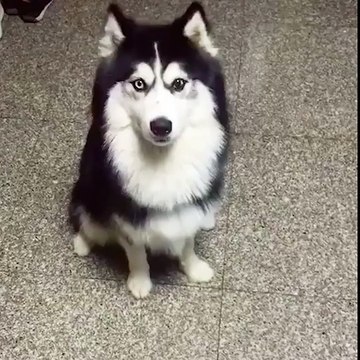 Huskies sure are cute but they aren't the smartest of breeds