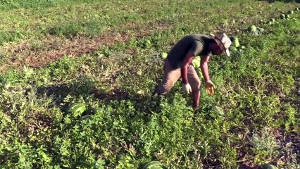 'Marmara'nın karpuzcusu' 90 bin tonluk rekolte bekliyor - BİLECİK