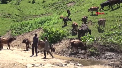 Rize Hamdu Sena, Yaylada Hayvanlarına Bakıp Ders Çalışıyor