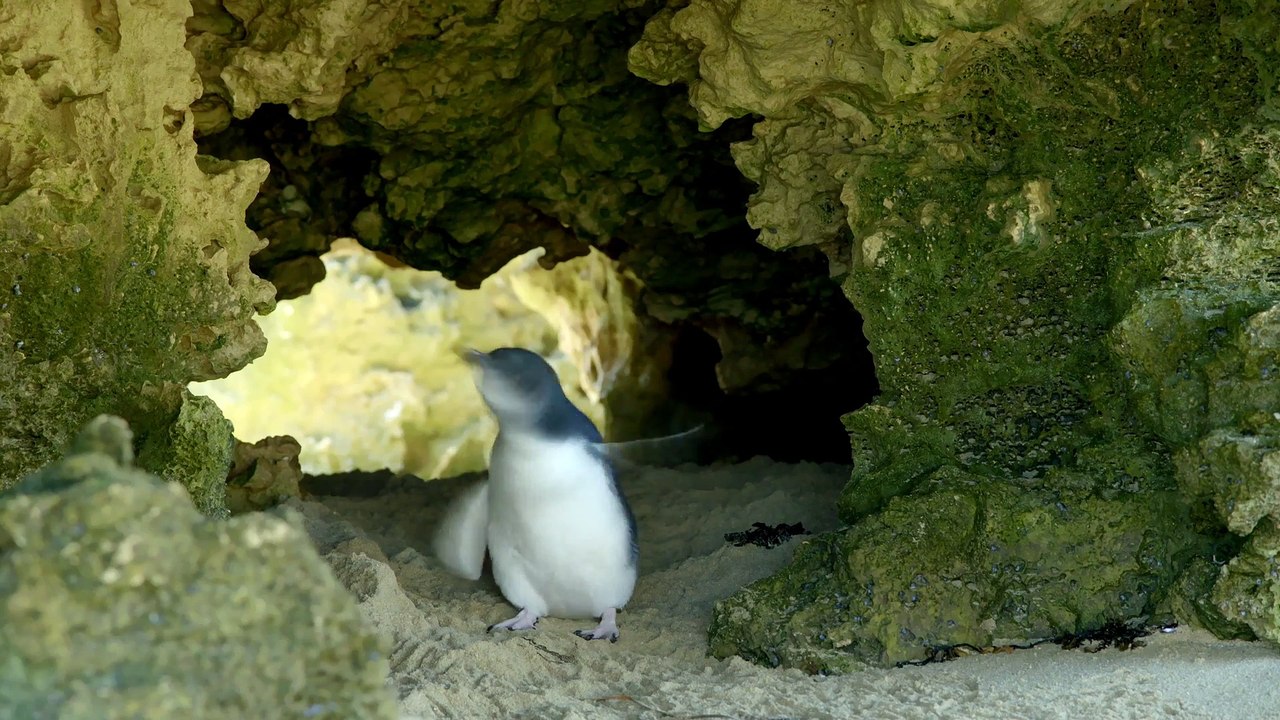 Wild Birds of Australia Series 1 1of4 The Little Penguin video Dailymotion