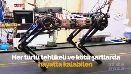 Robot çita kör olmasına rağmen tüm engelleri aşıyor