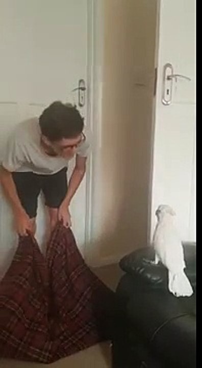 La réaction d'un cacatoès pendant un What The Fluff Challenge