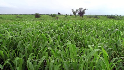 Courtship display of the Lesser Florican a bustard bird species in Rajasthan